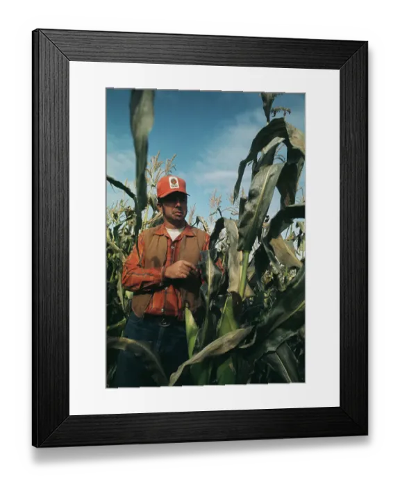 Framed Print : Farmer Inspecting Frost Damage Framed Print : Farmer Inspecting Frost Damage