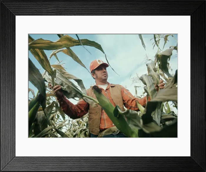 Framed Print : Farmer Inspecting Frost Damage Framed Print : Farmer Inspecting Frost Damage