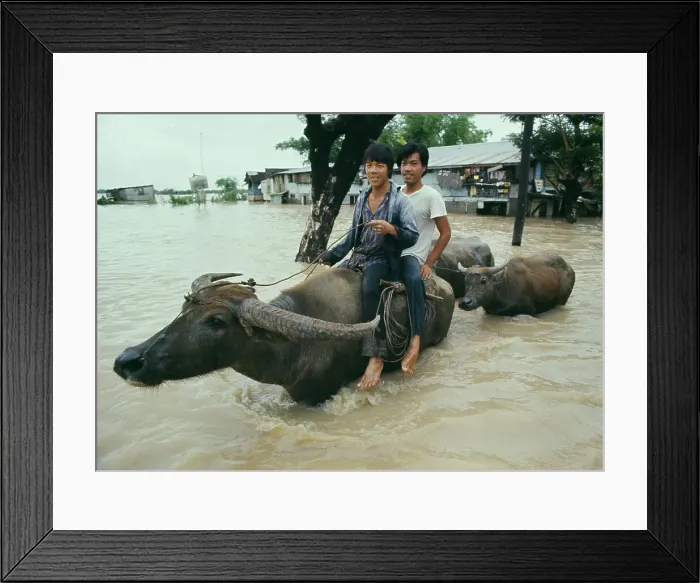 Framed Print : Men Riding Water Buffalo