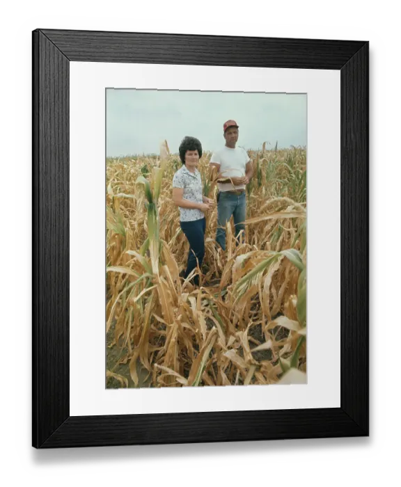 Framed Print : Farmer In Drought-Stricken Cornfield Framed Print : Farmer In Drought-Stricken Cornfield