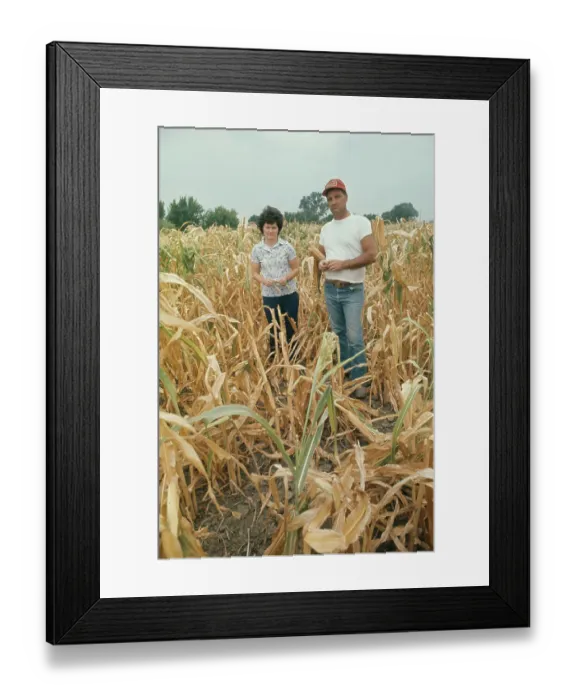 Framed Print : Farmer In Drought-Stricken Cornfield Framed Print : Farmer In Drought-Stricken Cornfield