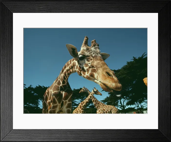 Framed Print : Giraffe At San Francisco Zoo Framed Print : Giraffe At San Francisco Zoo