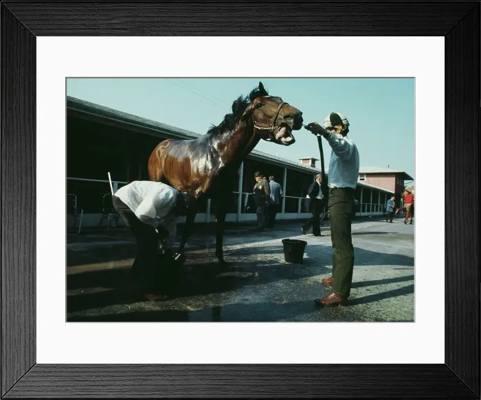 Framed Print : Race Horse Cannonade Framed Print : Race Horse Cannonade