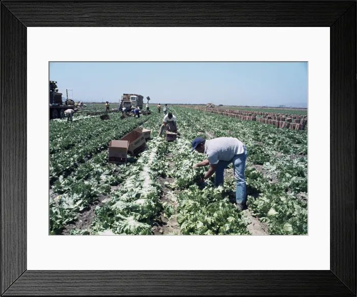 Framed Print : Lettuce Harvest Framed Print : Lettuce Harvest