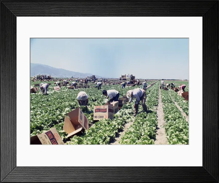Framed Print : Lettuce Harvest Framed Print : Lettuce Harvest