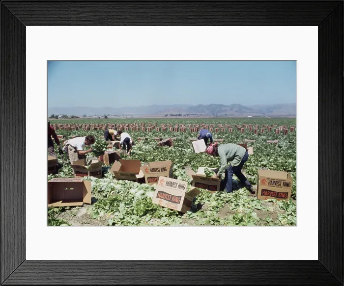 Framed Print : Lettuce Harvest Framed Print : Lettuce Harvest