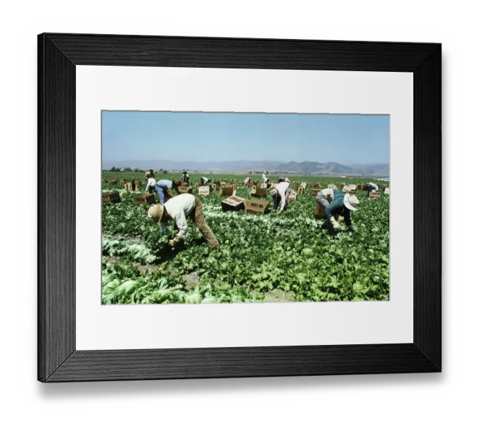 Framed Print : Lettuce Workers in the Field Framed Print : Lettuce Workers in the Field