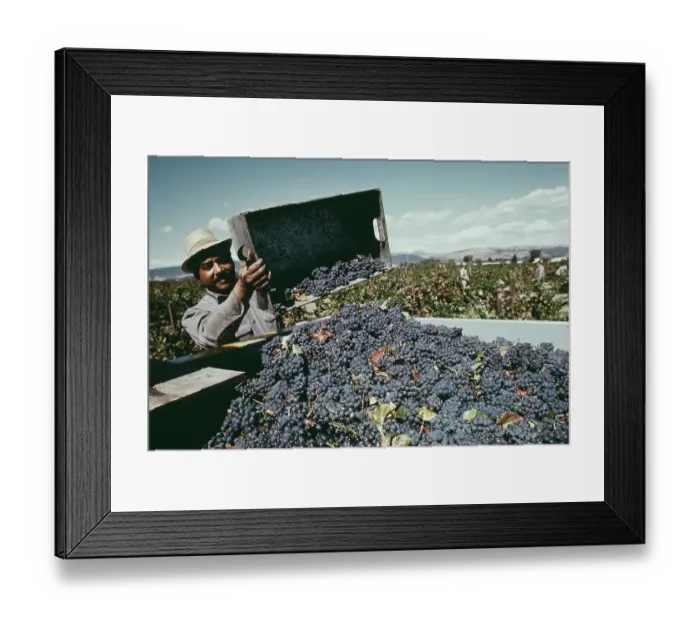 Framed Print : Grape Harvest In Napa Valley Framed Print : Grape Harvest In Napa Valley