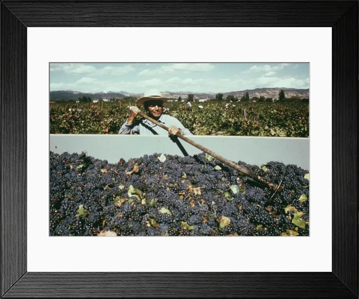 Framed Print : Grape Harvest In Napa Valley Framed Print : Grape Harvest In Napa Valley