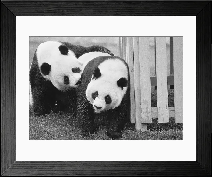 Framed Print : Giant Pandas Hsing-Hsing and Ling-Ling