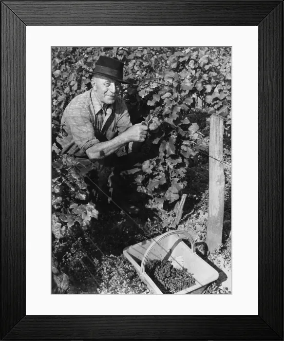 Framed Print : Vineyard Worker Picks Grapes Framed Print : Vineyard Worker Picks Grapes