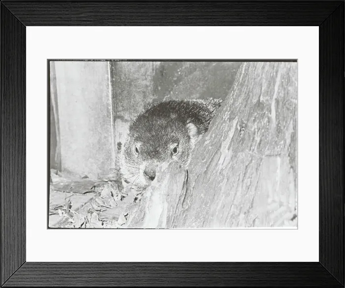 Framed Print : Groundhog Peeping by Log Framed Print : Groundhog Peeping by Log