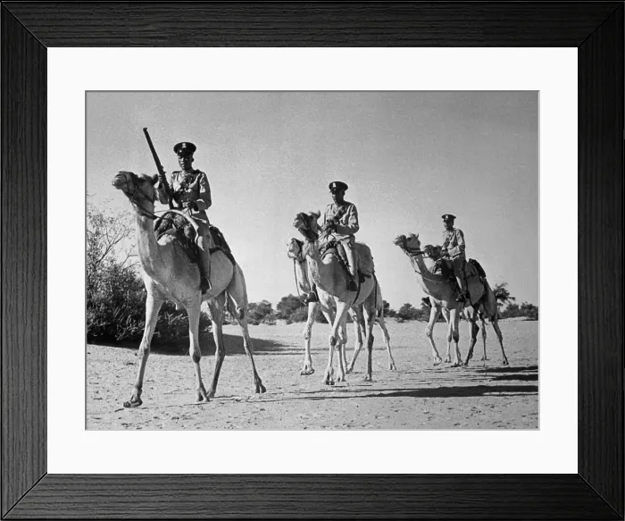 Framed Print : Police of Botswana Traveling by Camel Framed Print : Police of Botswana Traveling by Camel