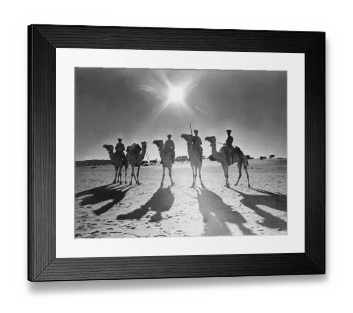 Framed Print : Botswana's Police Camel Corps Framed Print : Botswana's Police Camel Corps