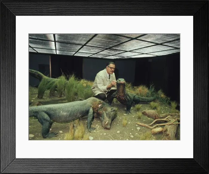Framed Print : Komodo Dragon Diorama Framed Print : Komodo Dragon Diorama