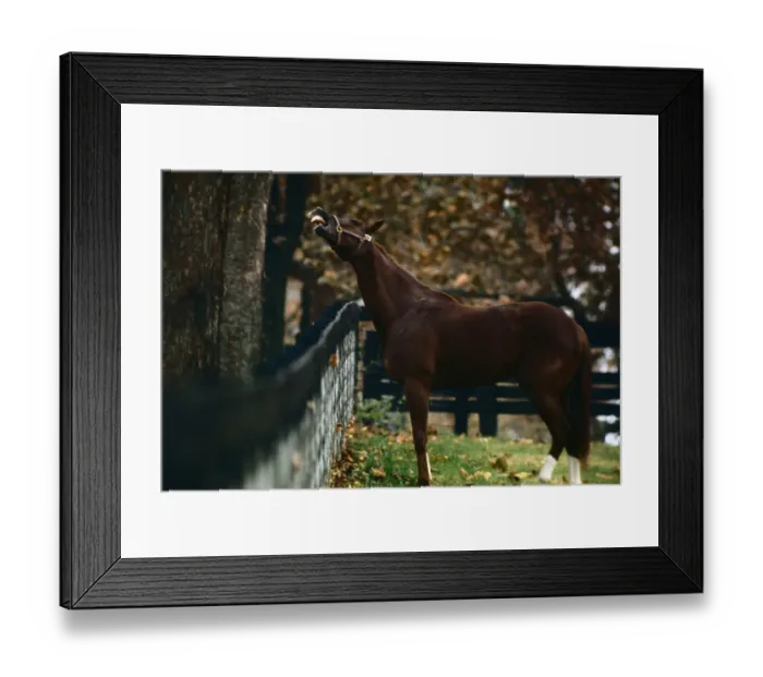 Framed Print : Secretariat Looking over Fence Framed Print : Secretariat Looking over Fence