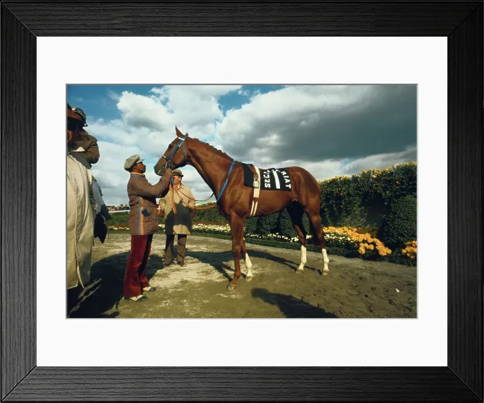 Framed Print : Secretariat the Horse Being Walked Framed Print : Secretariat the Horse Being Walked