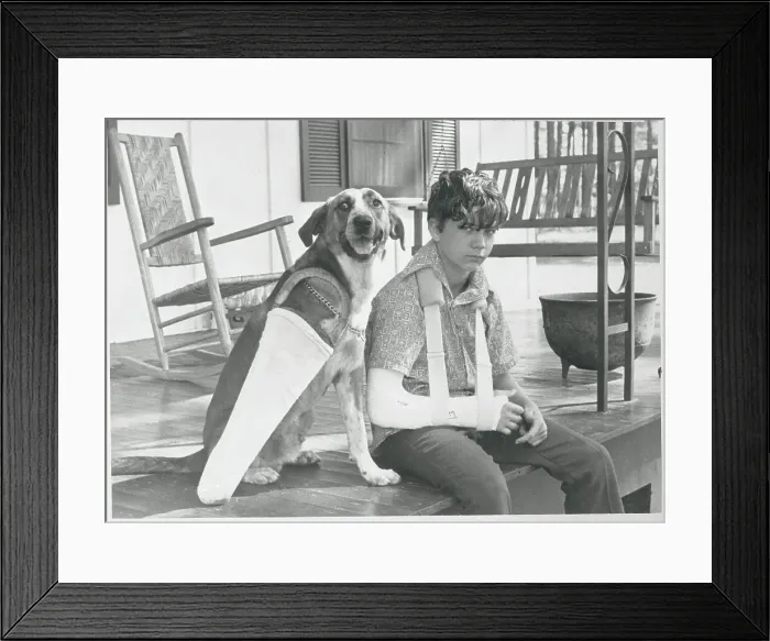 Framed Print : Boy and Dog Wearing Casts Framed Print : Boy and Dog Wearing Casts