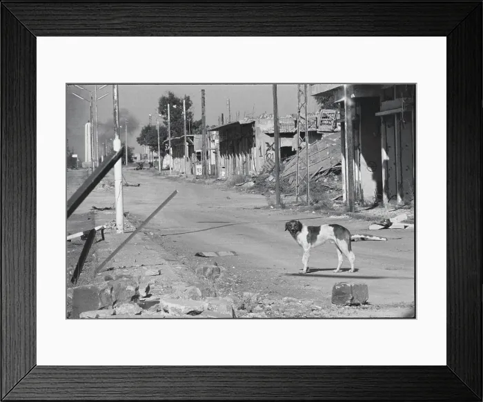 Framed Print : Dog Pausing on War Torn Syrian Street Framed Print : Dog Pausing on War Torn Syrian Street