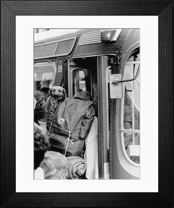 Framed Print : Cheeky Commuter Framed Print : Cheeky Commuter