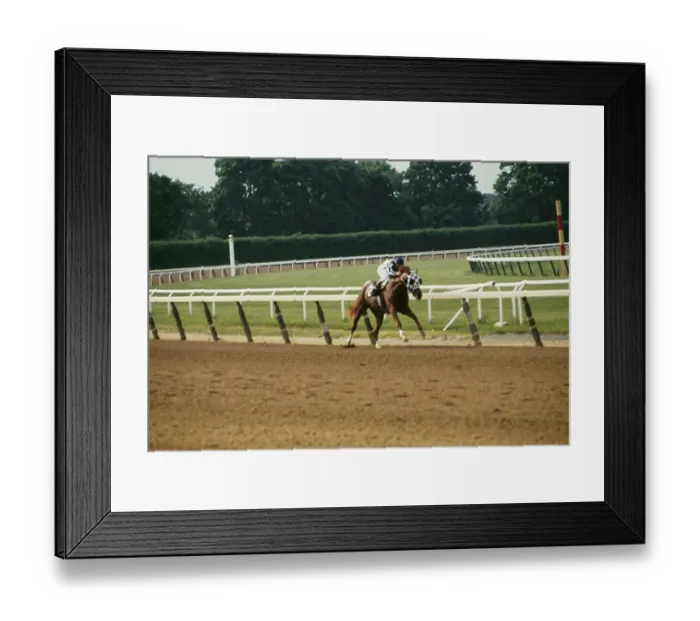 Framed Print : 105th Belmont Stakes, Belmont Park Framed Print : 105th Belmont Stakes, Belmont Park