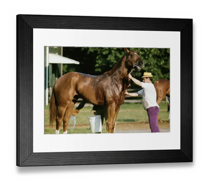 Framed Print : Secretariat, American Racehorse Framed Print : Secretariat, American Racehorse
