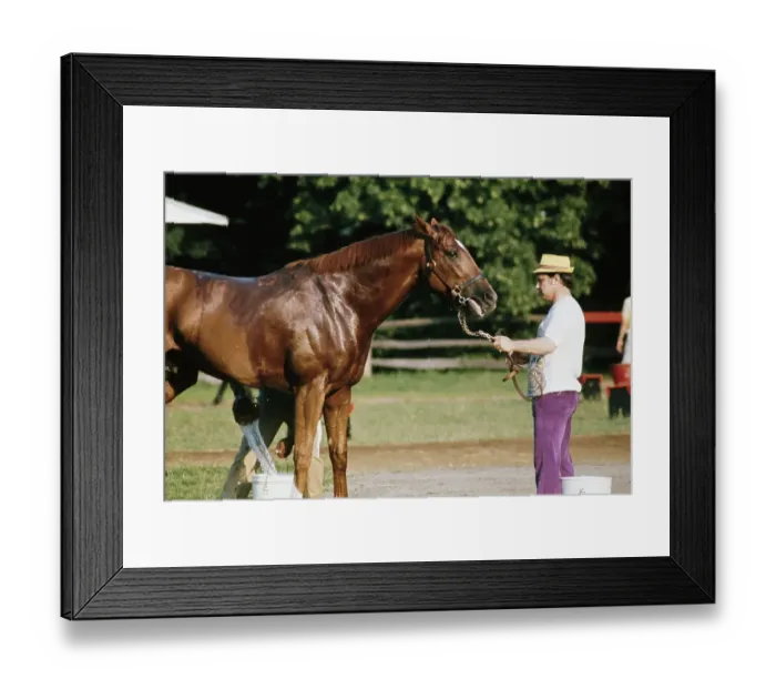 Framed Print : Secretariat, American Racehorse Framed Print : Secretariat, American Racehorse