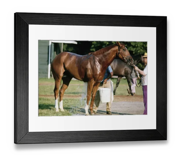 Framed Print : Secretariat, American Racehorse