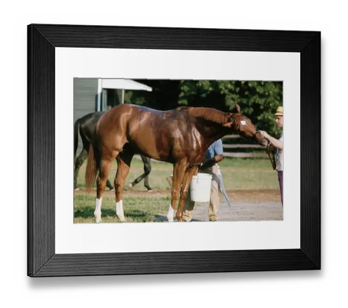 Framed Print : Secretariat, American Racehorse