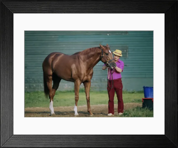 Framed Print : Secretariat Ahead Of The Belmont Stakes Framed Print : Secretariat Ahead Of The Belmont Stakes