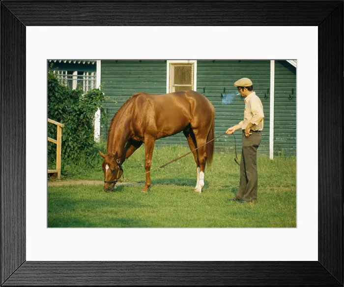 Framed Print : Secretariat Grazes at Belmont Park Framed Print : Secretariat Grazes at Belmont Park