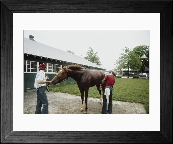 Framed Print : Secretariat, American Racehorse Framed Print : Secretariat, American Racehorse