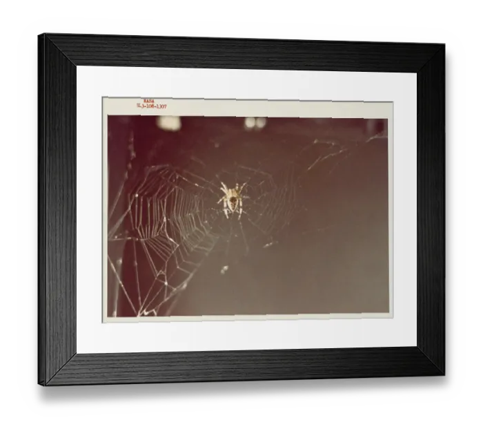 Framed Print : Arabella, one of the two Skylab 3 common cross spiders