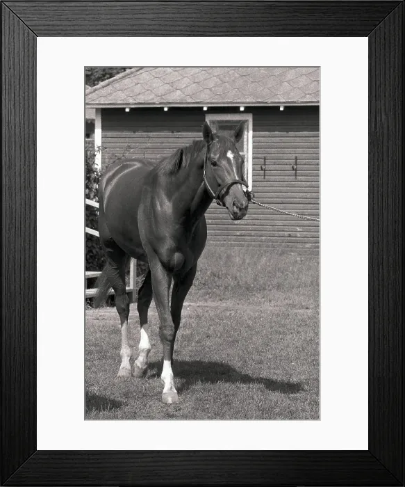 Framed Print : Secretariat the Horse Standing Behind Fence Framed Print : Secretariat the Horse Standing Behind Fence