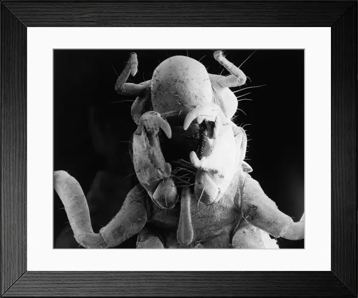 Framed Print : Electron Microscope Close-Up of Locust