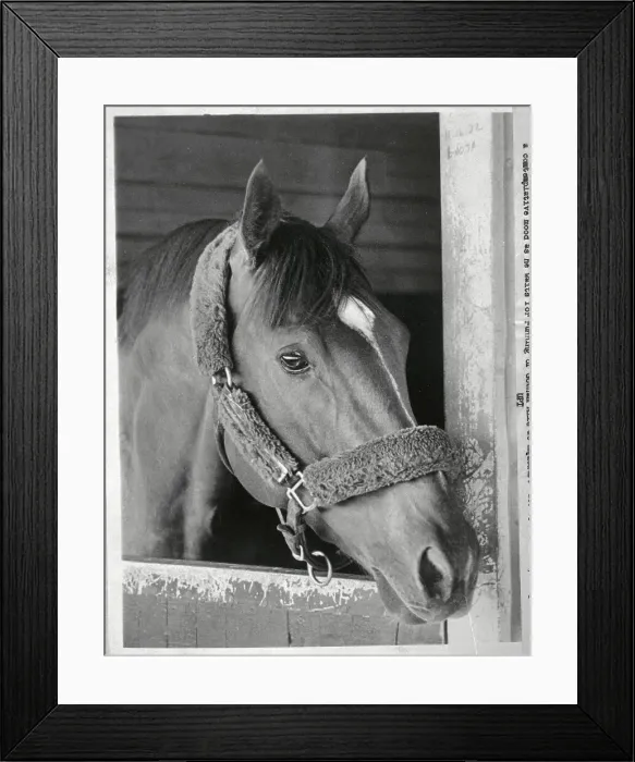 Framed Print : Secretariat Looking out from Stall Framed Print : Secretariat Looking out from Stall