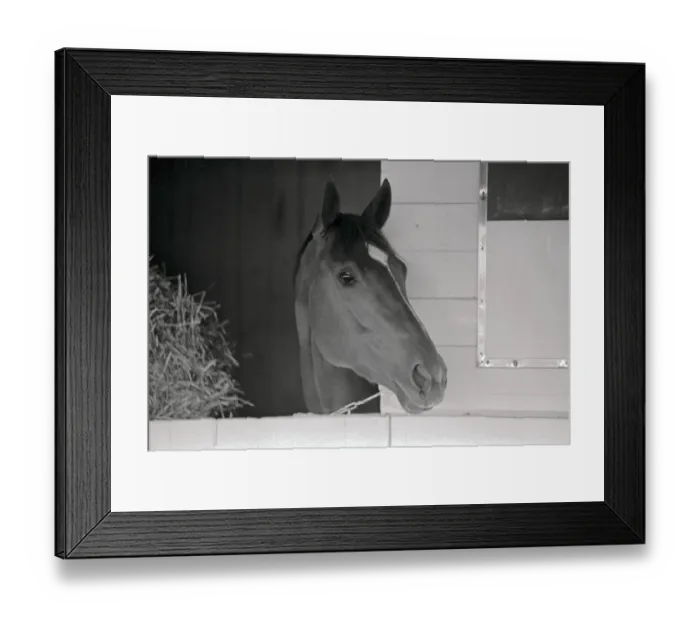 Framed Print : Secretariat in His Stable