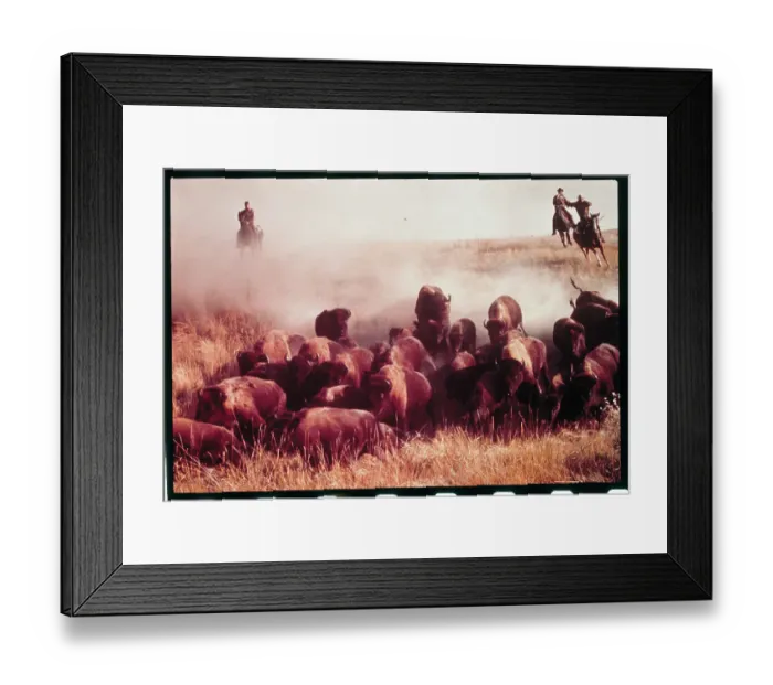 Framed Print : Men Rounding Up Buffalo