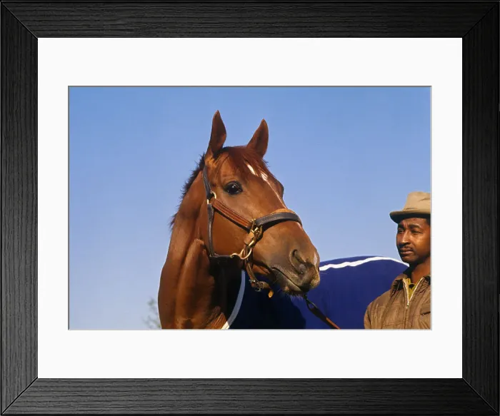 Framed Print : Secretariat Race Horse Framed Print : Secretariat Race Horse