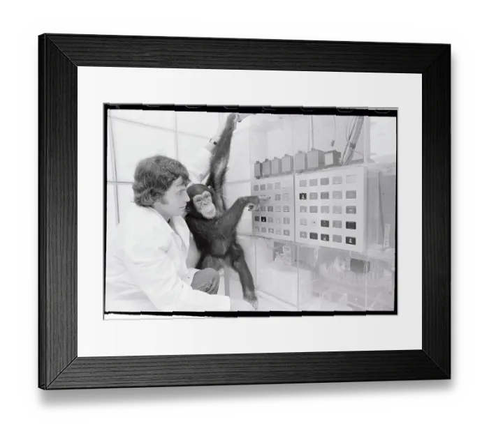 Framed Print : Chimpanzee Experiment Framed Print : Chimpanzee Experiment