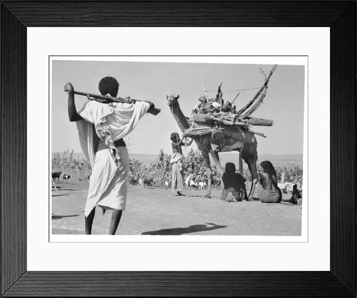 Framed Print : Woman Loading Her Camel Framed Print : Woman Loading Her Camel