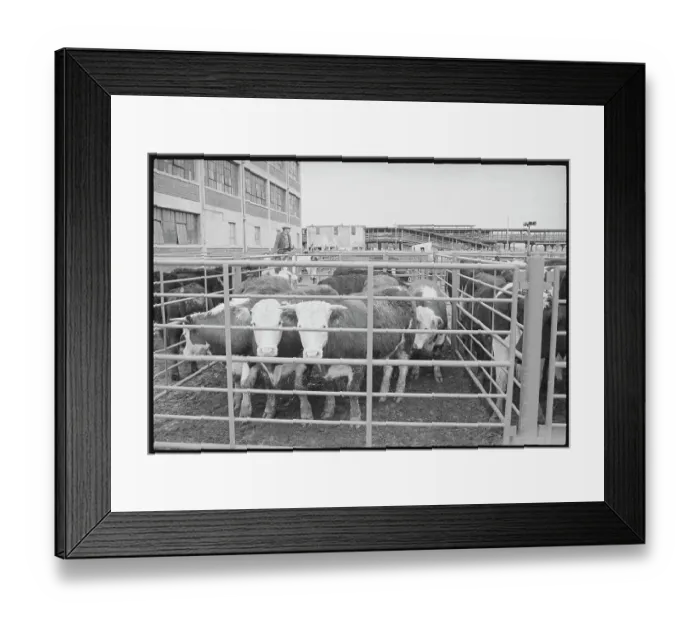 Framed Print : Cows in Stockyard Framed Print : Cows in Stockyard