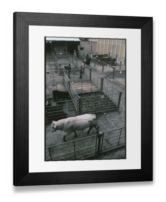 Framed Print : Cattle Being Auctioned Framed Print : Cattle Being Auctioned
