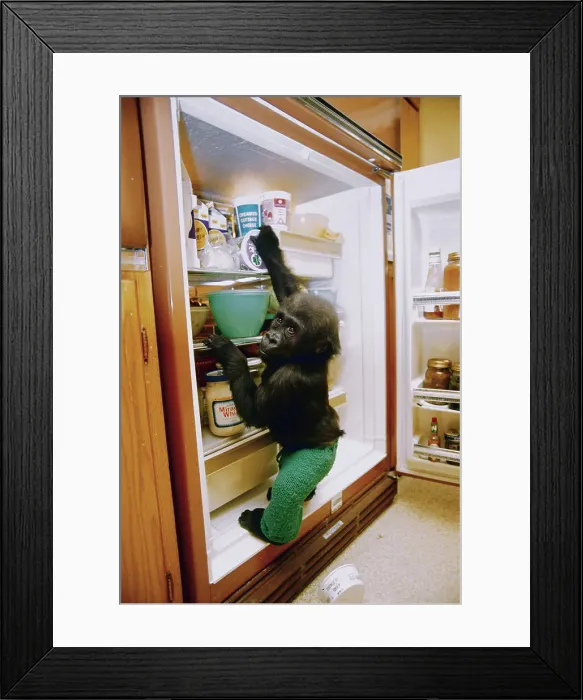 Framed Print : Gorilla Helping Himself at Refrigerator