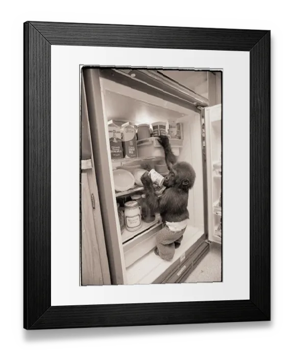 Framed Print : Baby Gorilla Reaching into Refrigerator Framed Print : Baby Gorilla Reaching into Refrigerator