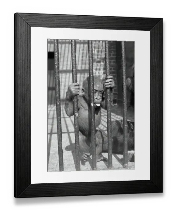 Framed Print : Baby Gorilla in Cage Framed Print : Baby Gorilla in Cage