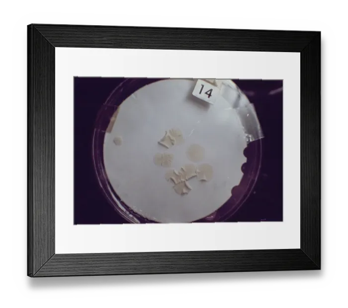 Framed Print : Close-up of petri dish of the ED31 Bacteria and Spores Student experiment Framed Print : Close-up of petri dish of the ED31 Bacteria and Spores Student experiment