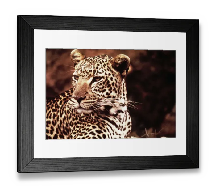 Framed Print : African Leopard Framed Print : African Leopard