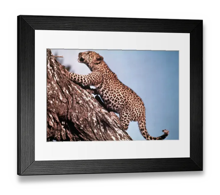 Framed Print : African Leopard Climbing a Tree Framed Print : African Leopard Climbing a Tree