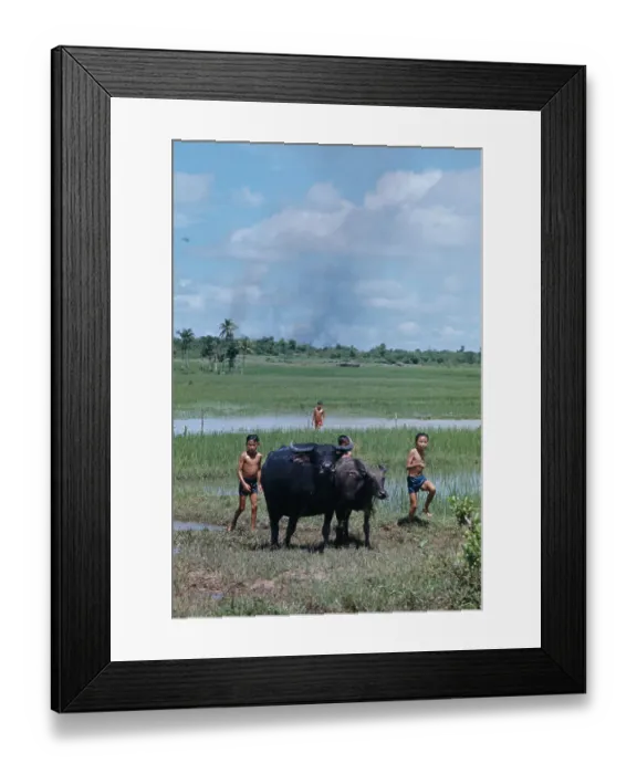 Framed Print : Paddy Field Swimmers Framed Print : Paddy Field Swimmers
